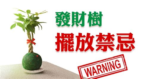 發財樹禁忌|家裡發財樹擺放禁忌，不要阻斷財運